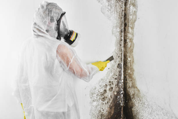 Best HVAC Mold Remediation in Cosmopolis, WA