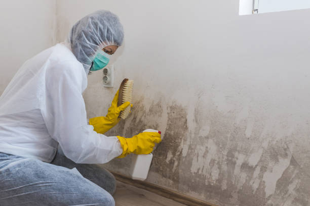 Best Residential Mold Remediation in Cosmopolis, WA