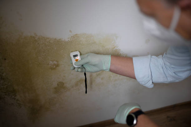 Best Emergency Mold Remediation in Cosmopolis, WA