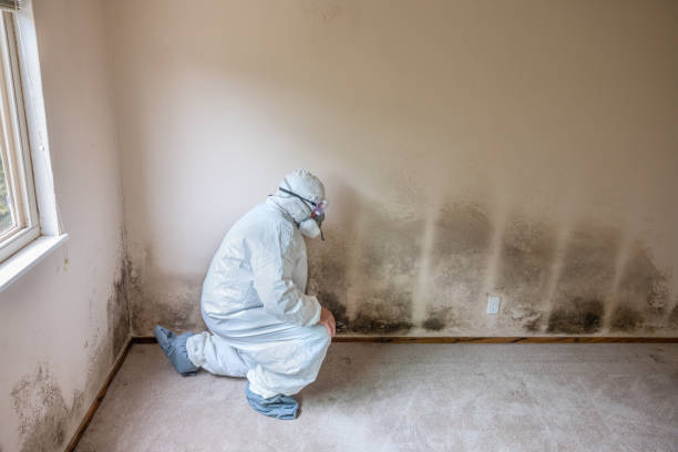 Best Health and Safety Mold Remediation in Cosmopolis, WA