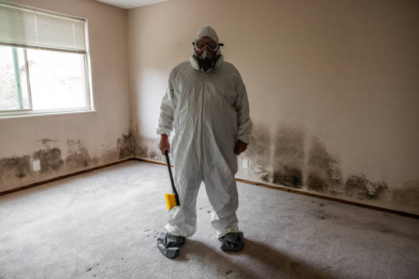 Professional Mold Remediation in Cosmopolis, WA